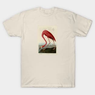 American Flamingo - The Birds of America T-Shirt